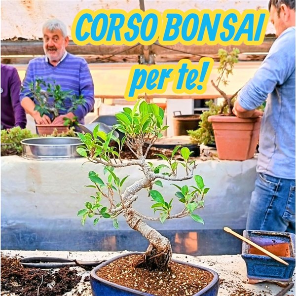 CORSO BONSAI 17 OTTOBRE